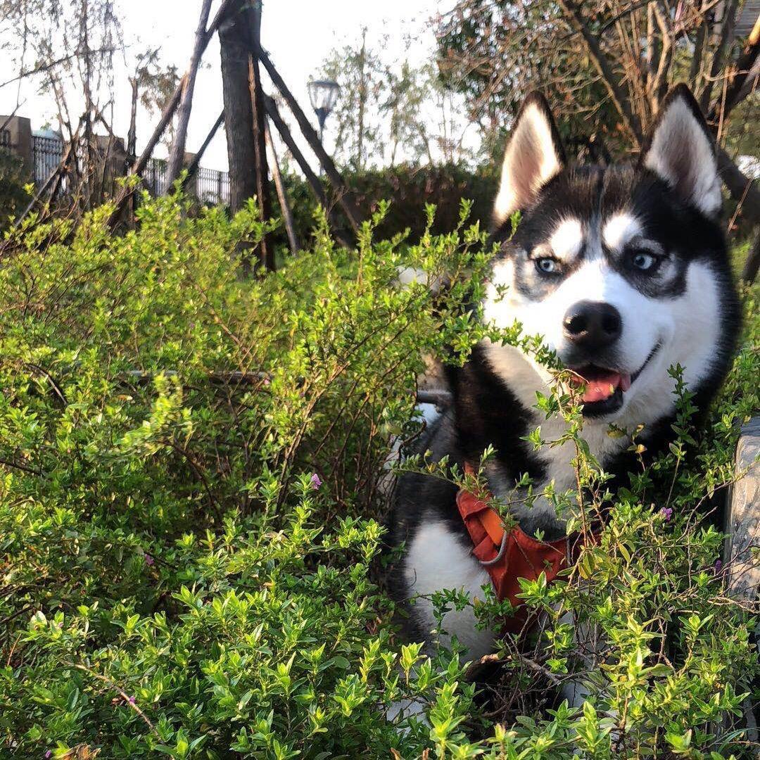 臭臭的饭票🐶