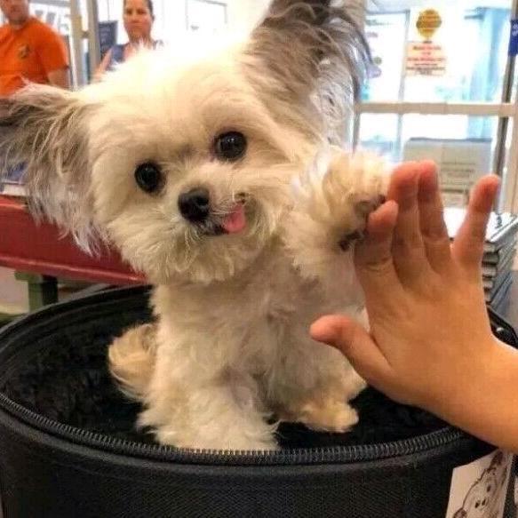 🐶小修狗