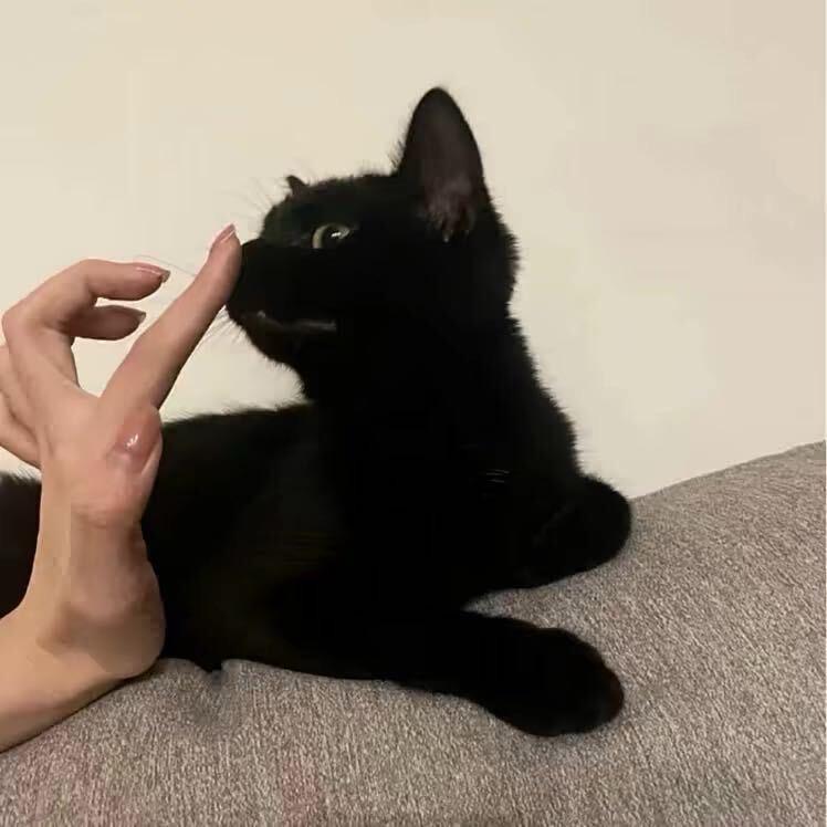 巧克力派派