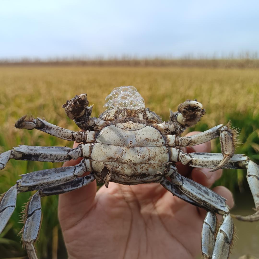 晓晴稻田蟹