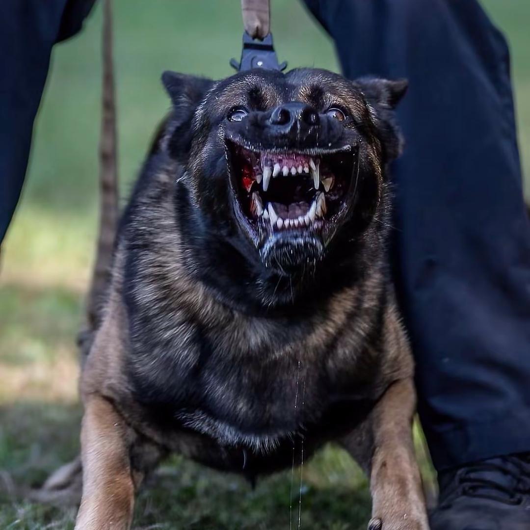 傲龙工作犬