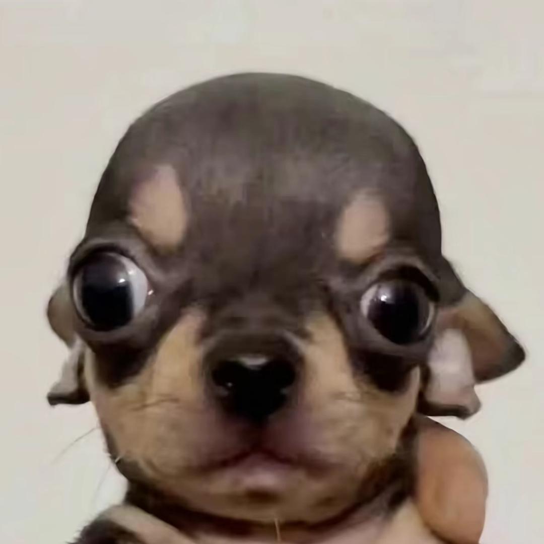皮蛋