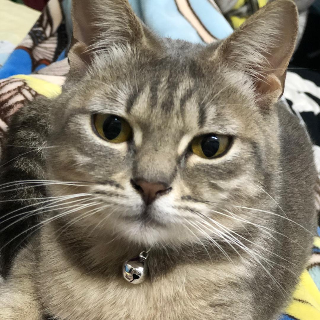 猫毛乱飞