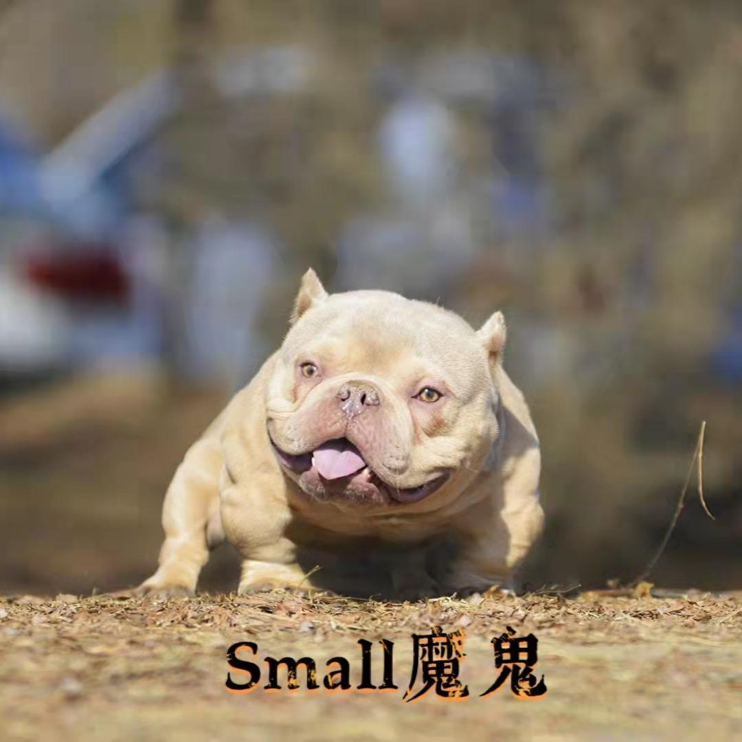 Small魔鬼恶霸犬③