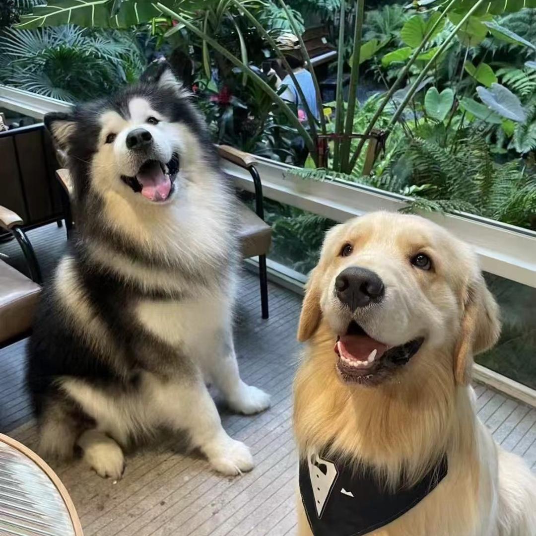 霞姐萌宠优选店.