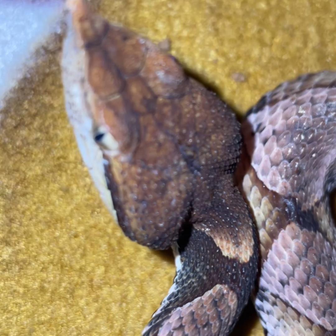 桂龙生物科技