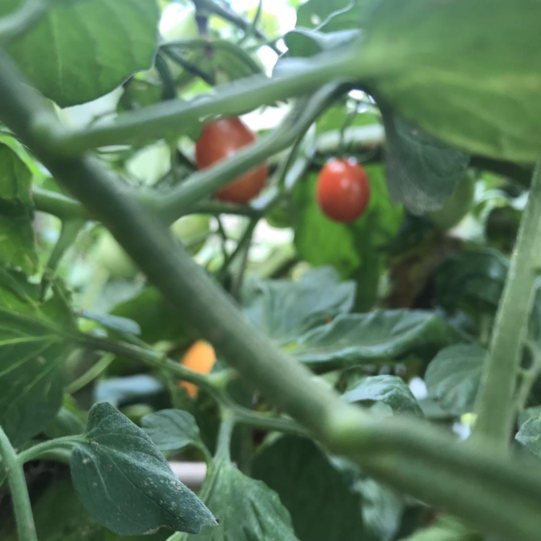 小番茄乡愁