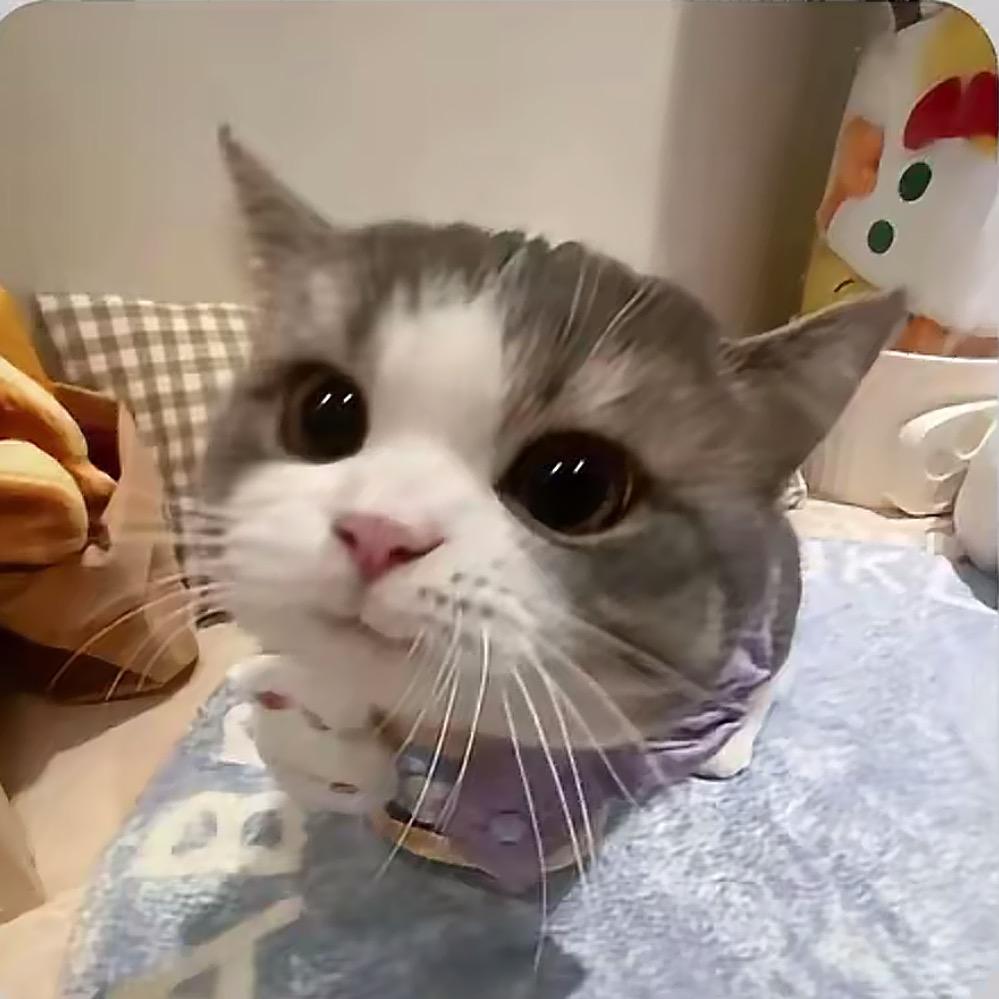 情愿