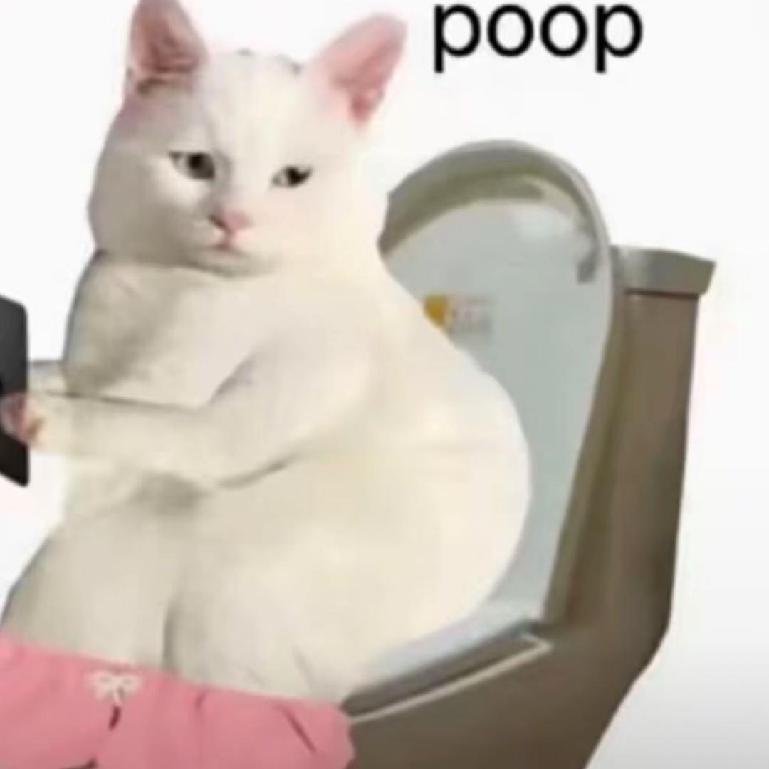 起司猫