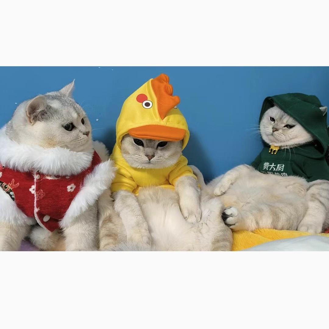 三只猫吖679