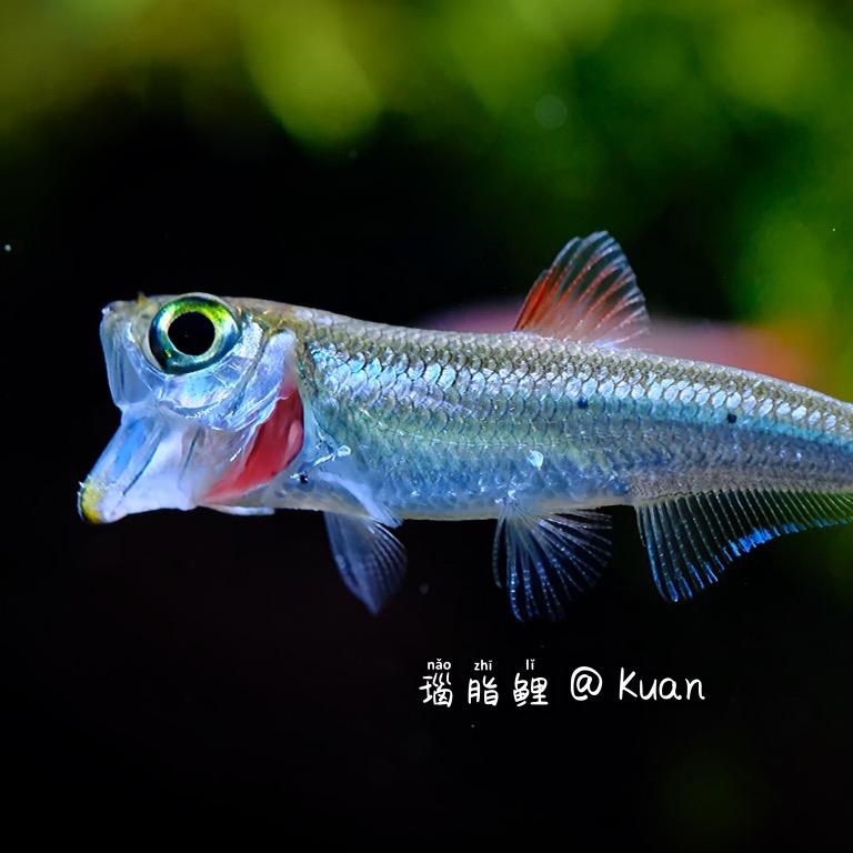 Kuan