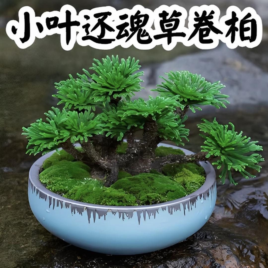 粗枝茂叶花卉坊