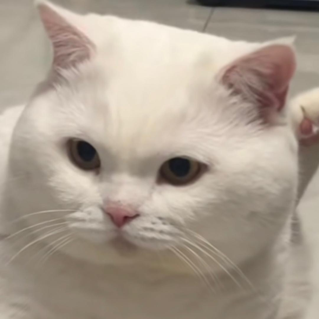 重生之我是美羊羊