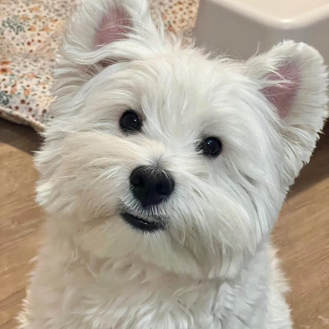 训教猪🐷