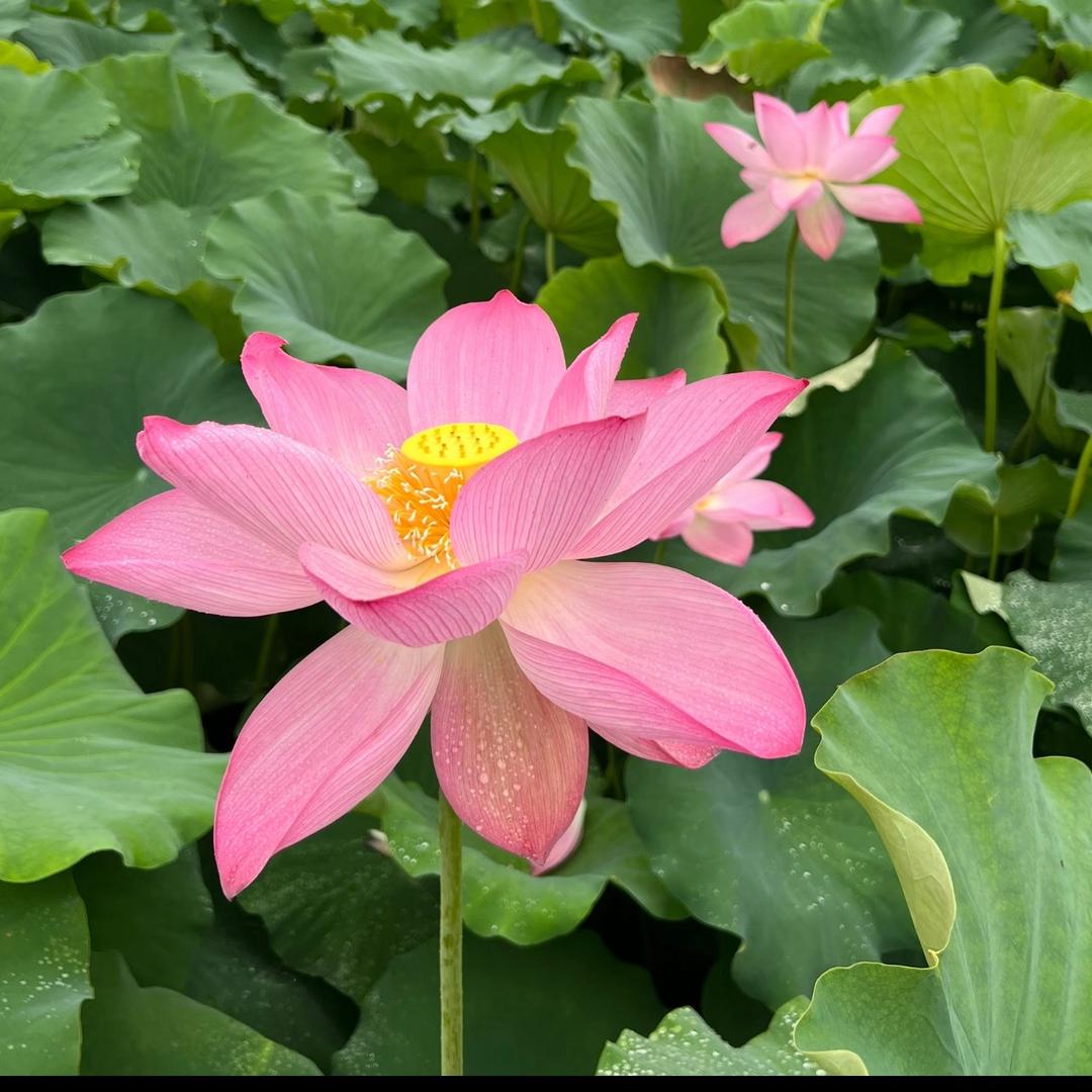 一椰暴富.