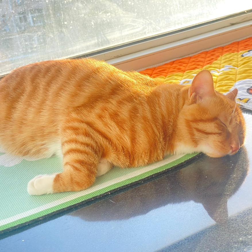 赵赵婉美（5元陶瓷🥣）