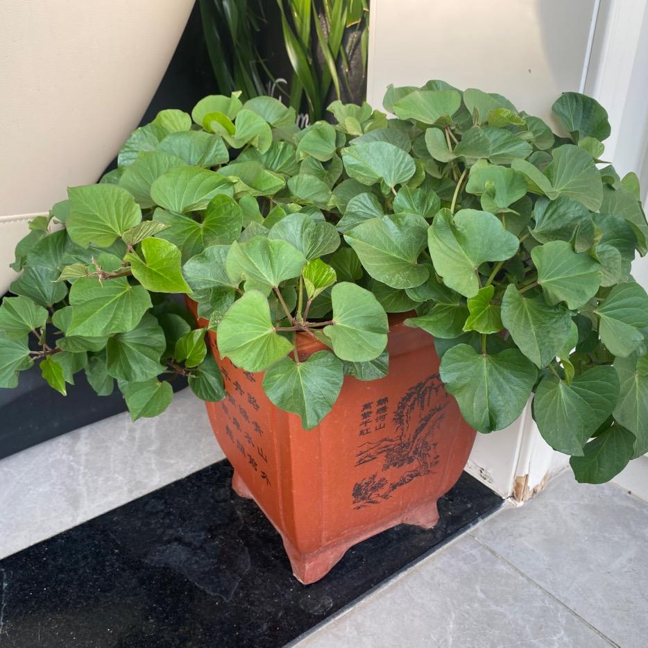 阳光快乐健身操—爱霞