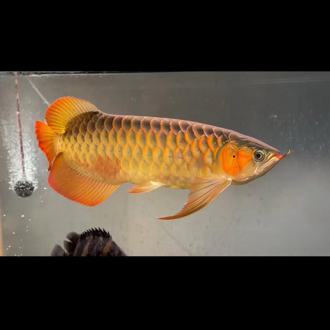 虎