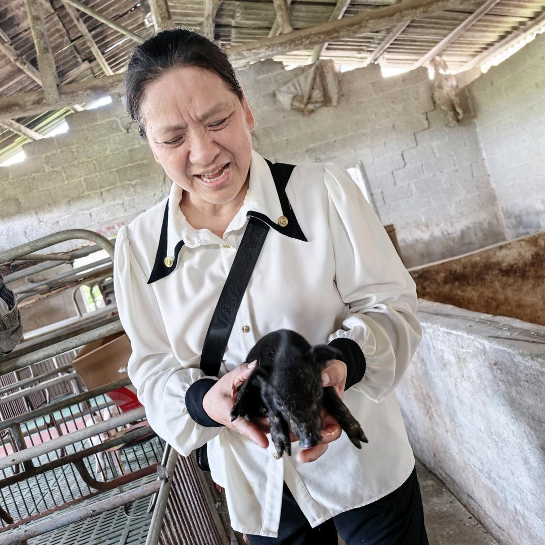 大明山黑水虻土猪