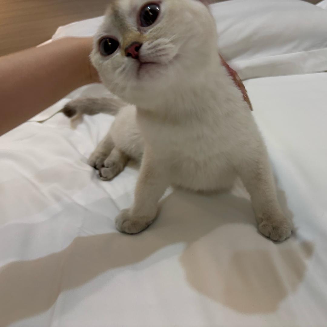 小刘L