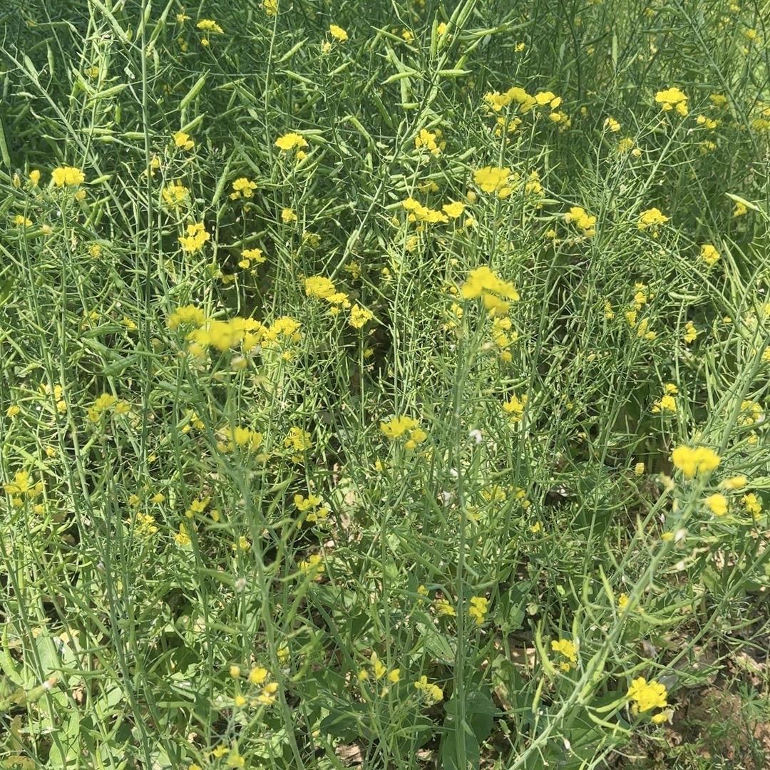 滁州😁桃姐 转收毛坯房 单间整套出租