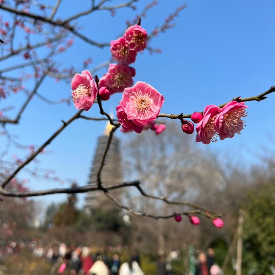 茶山上的砍柴郎