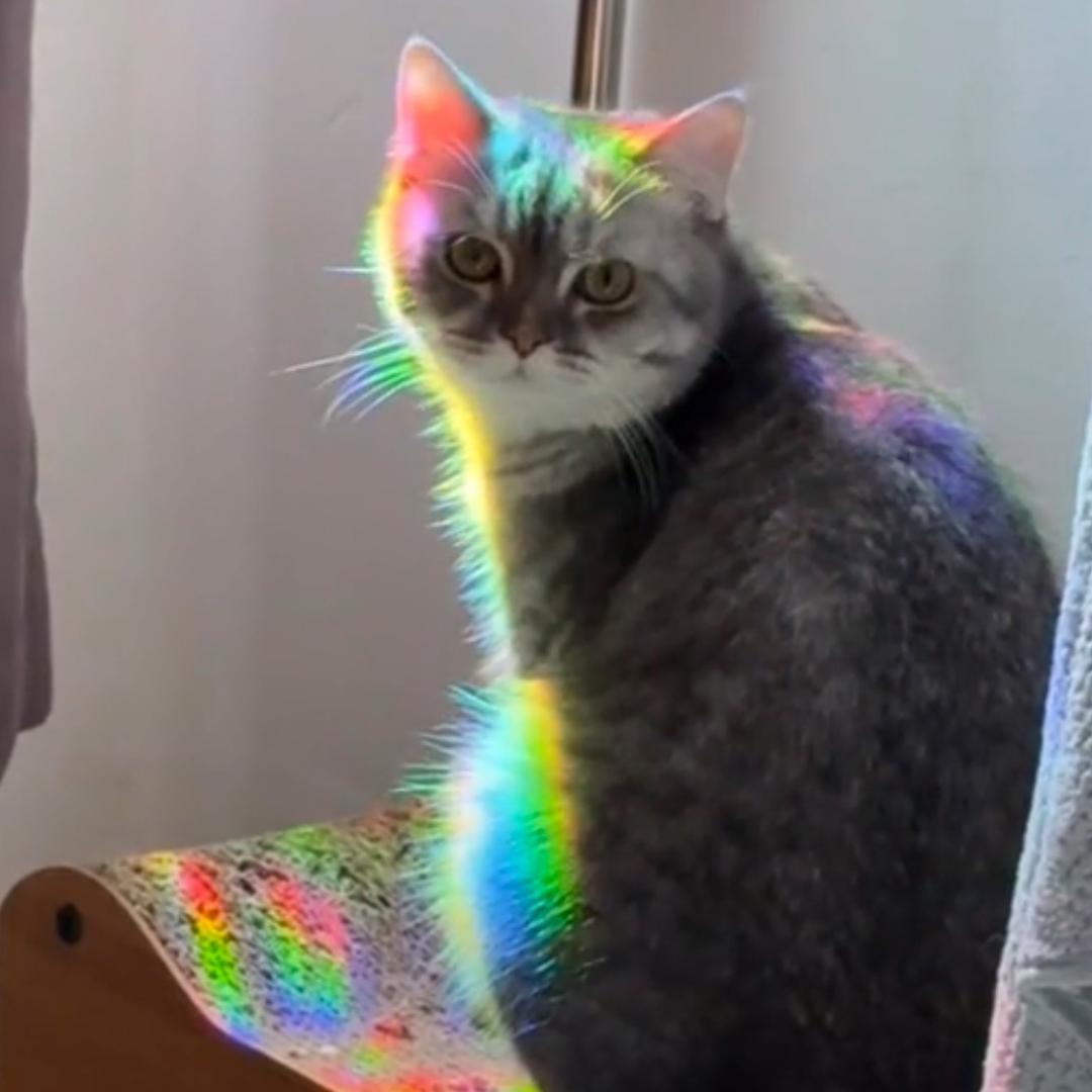 猫猫🐱 ¹ ⁶ ¹ ¹