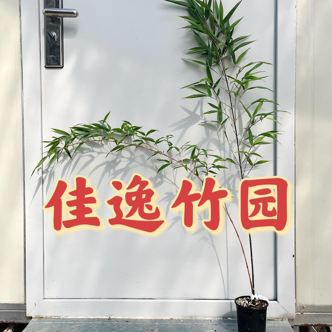 佳逸竹园