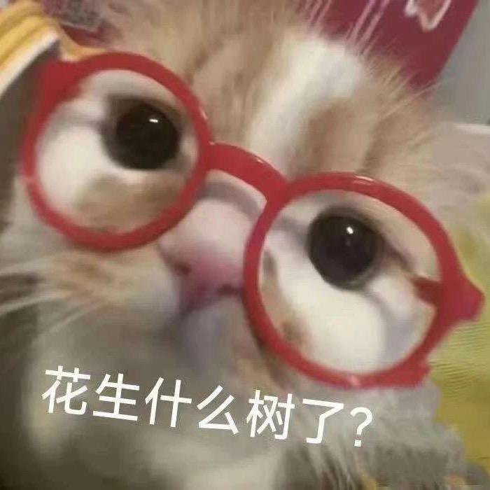煎饼狗子