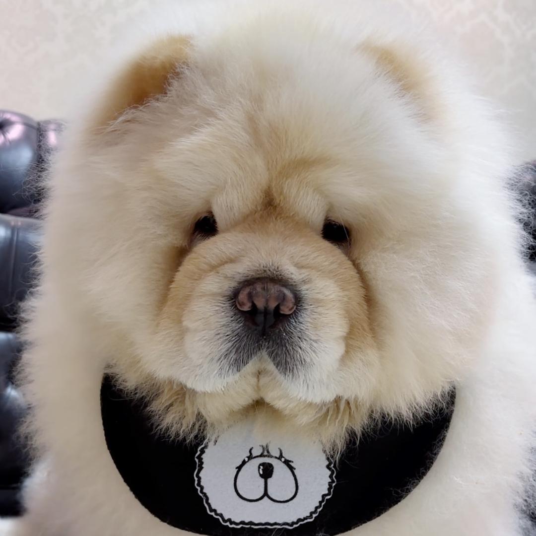 松狮媞媞