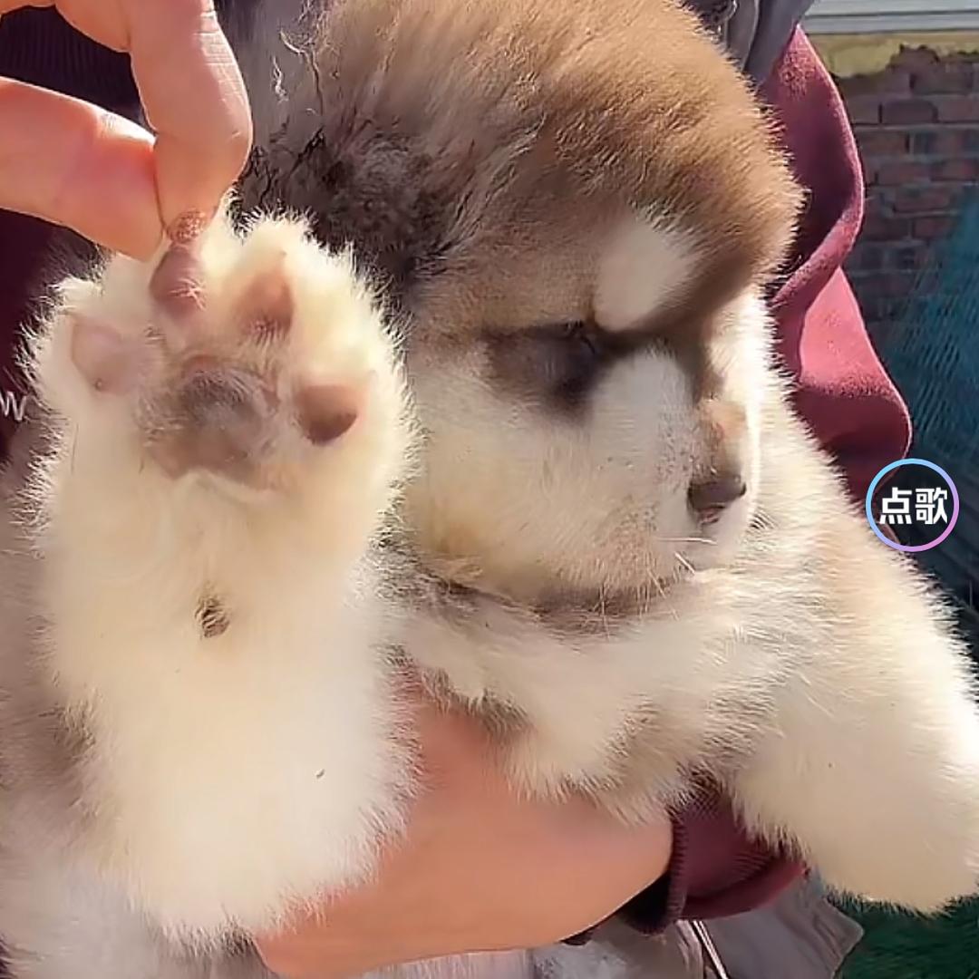 杨乐哆🌈铁锤妹妹是叮咚🐾