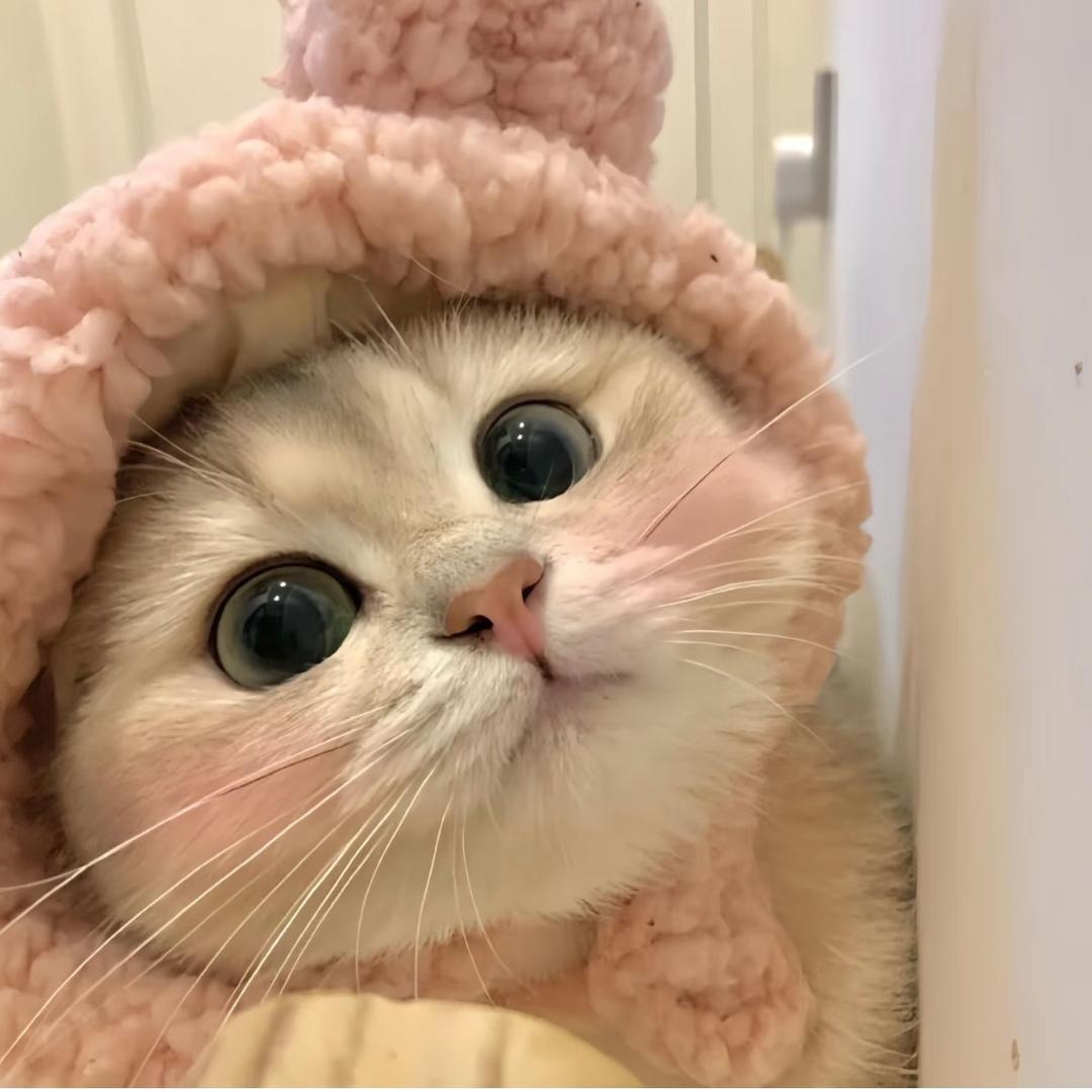 🐯🐯
