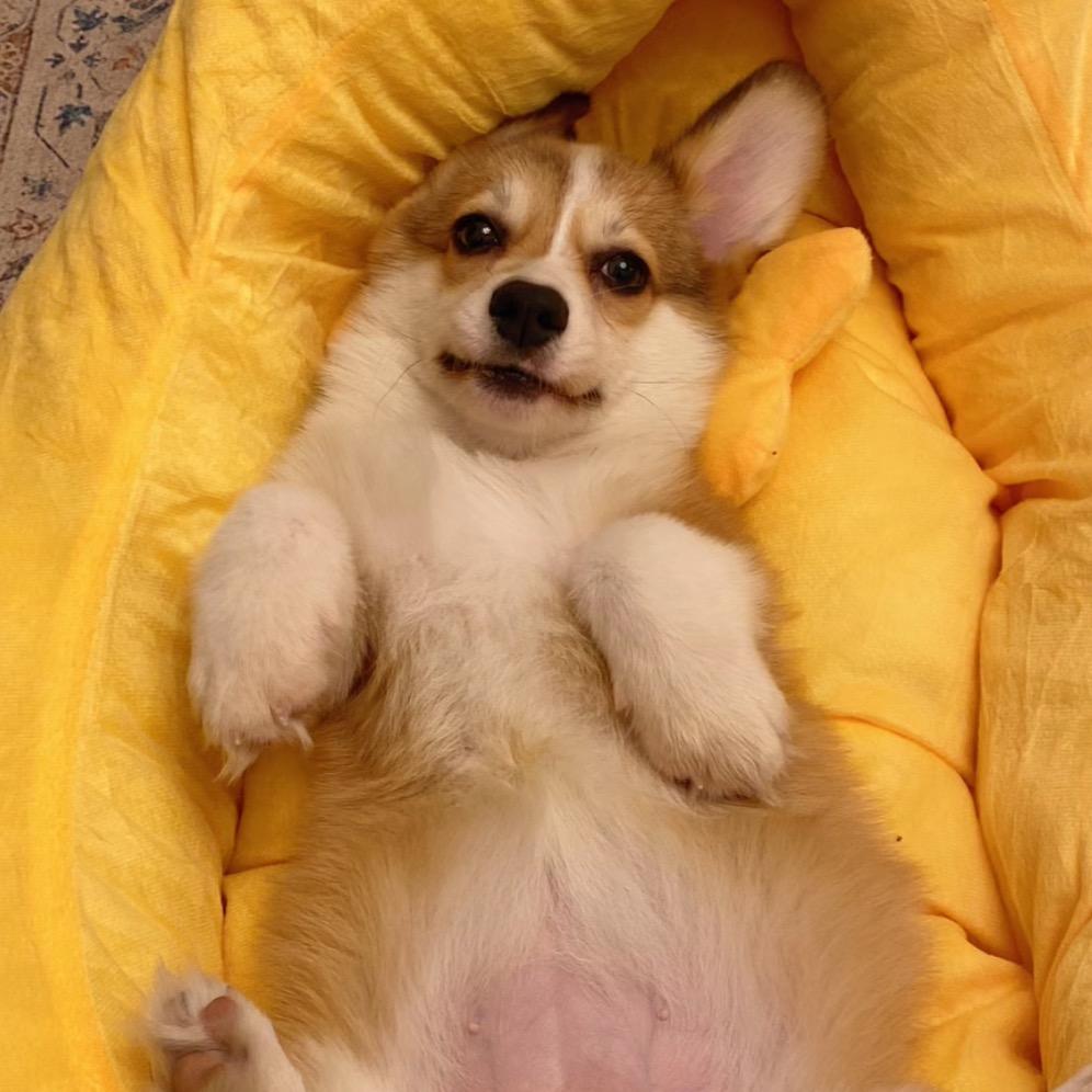 柯基快到碗里来