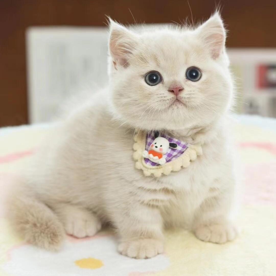 猫咪领养中心啦