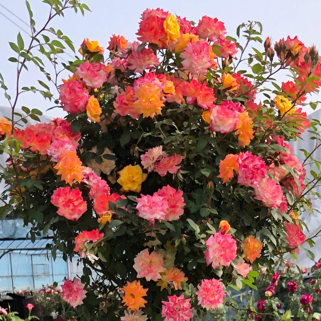 @退役春哥花卉园艺