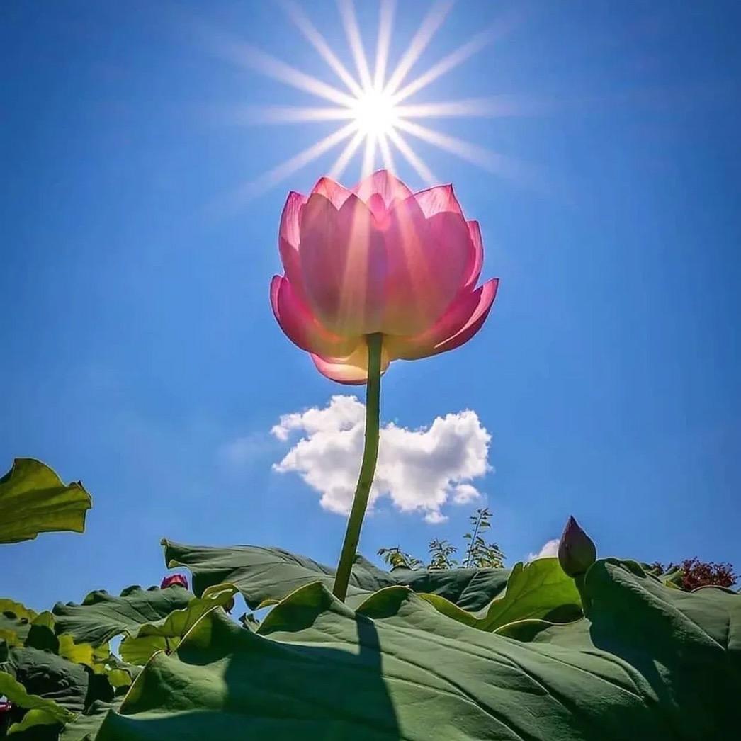 好运莲莲 .