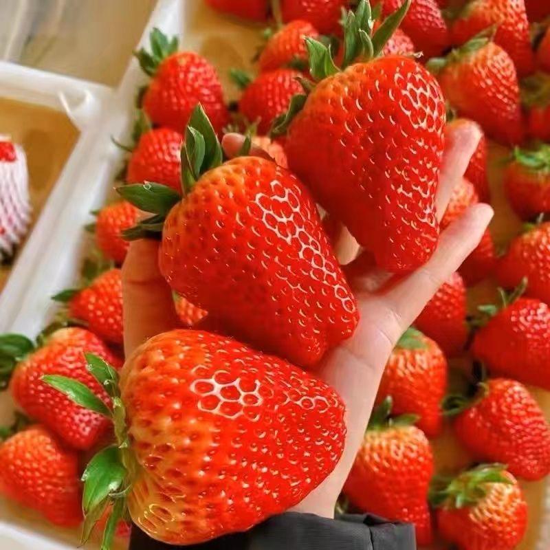 四季草莓供货商