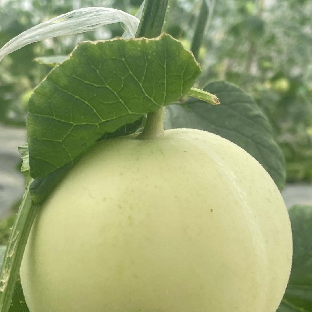 新农人日常果蔬（代办）