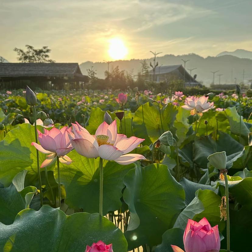 囍囍囍囍囍囍囍囍囍  🍉