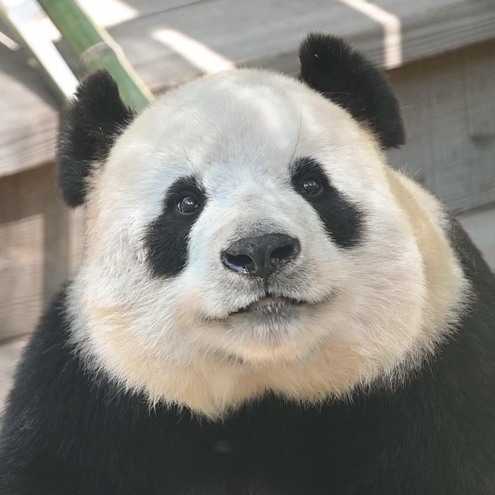 🌈 🐼ིྀ橙子不睡觉