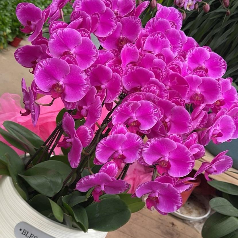 小芳