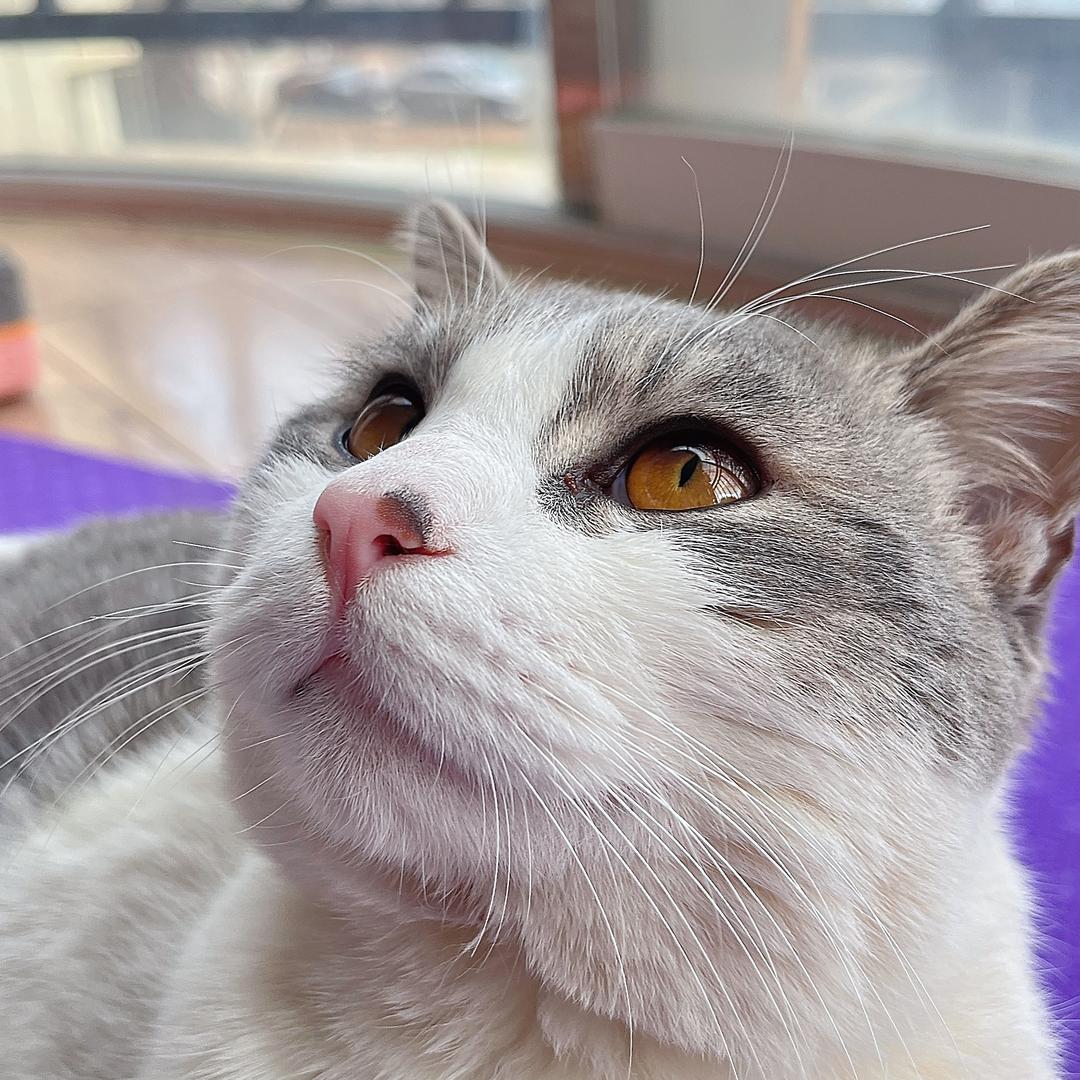 猫咪小7