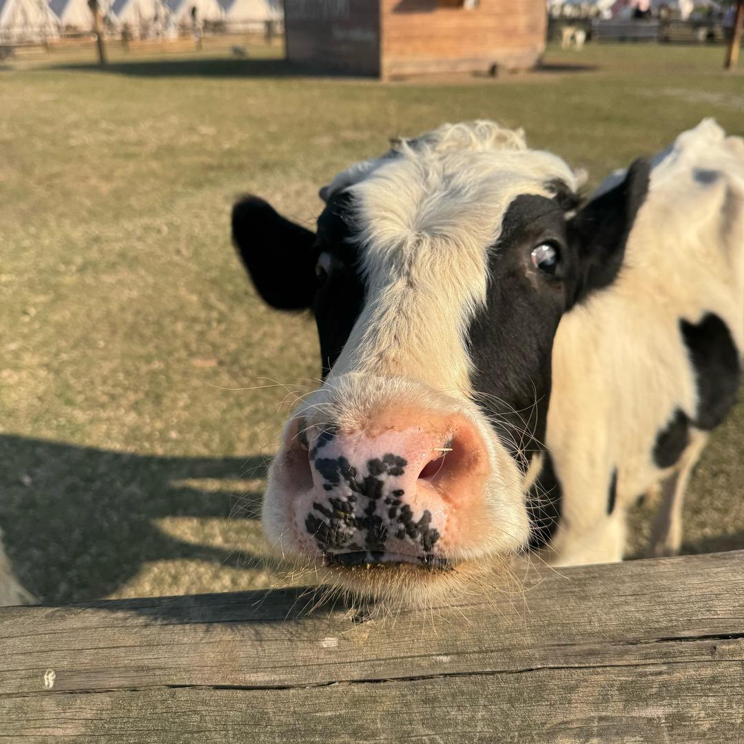普通人类生存指南 AAA