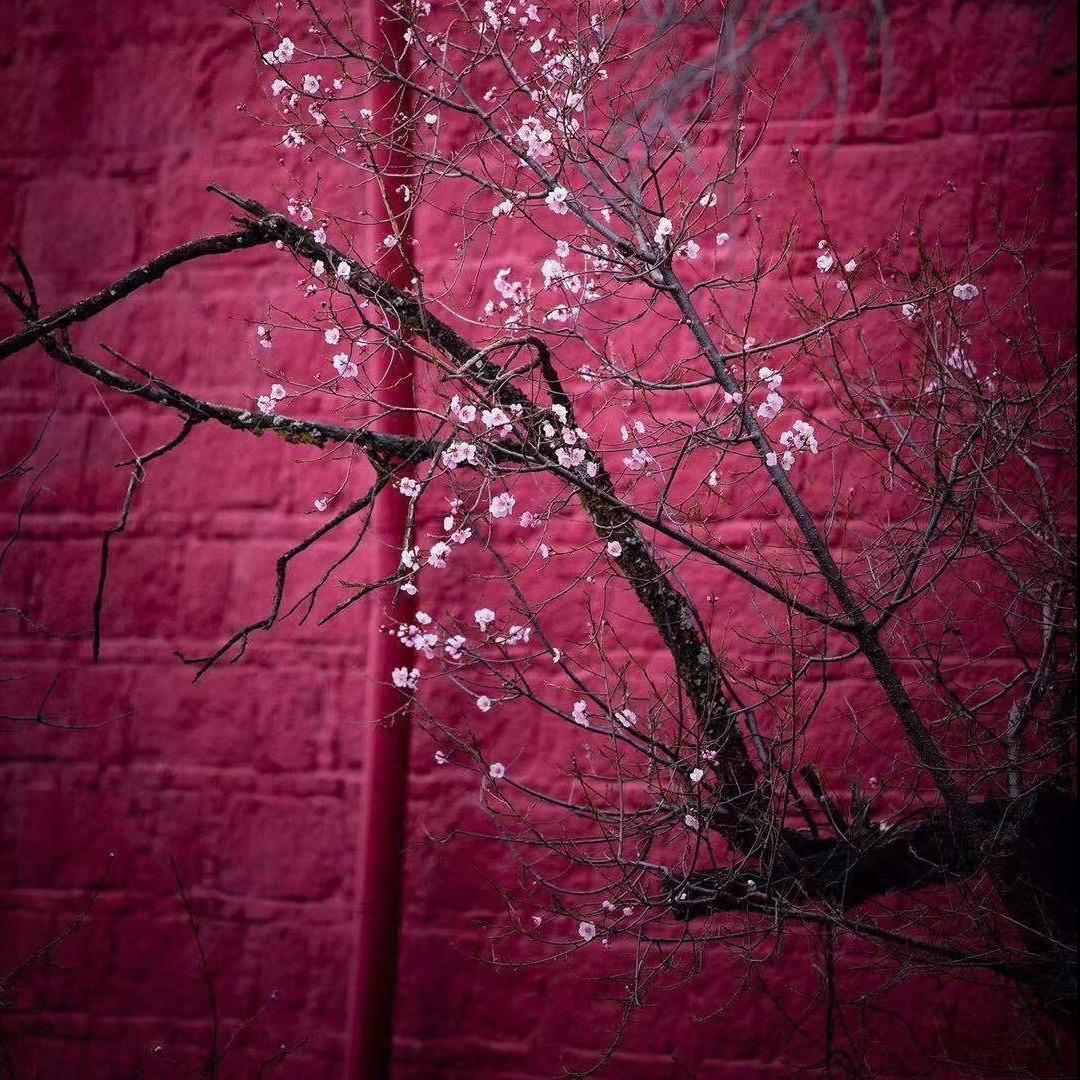 希洛提