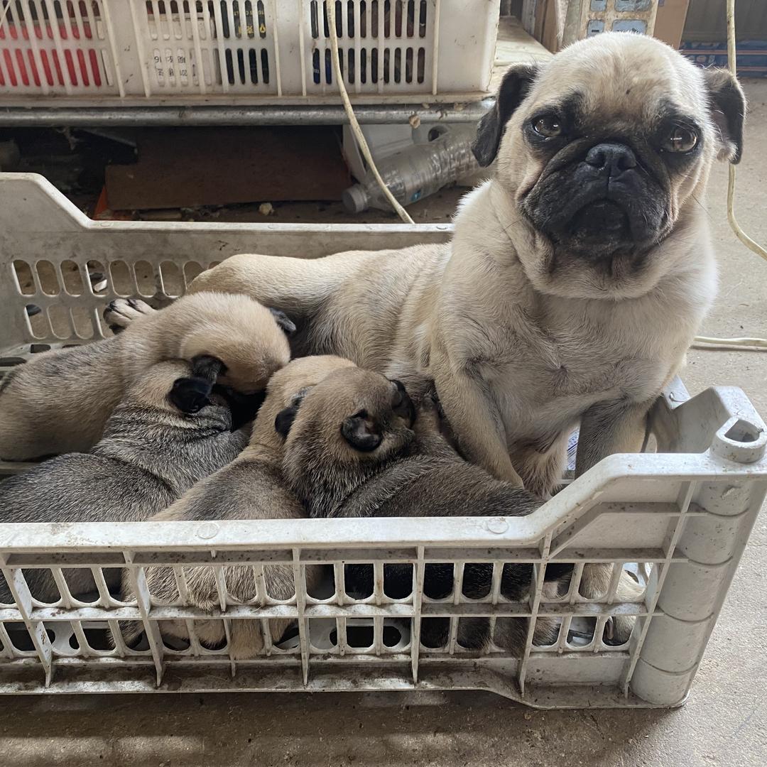 沂南县华宠宠物食品有限公司