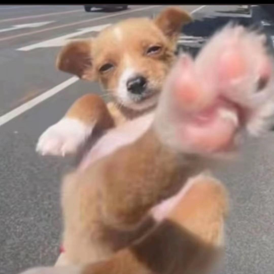 蜀中神秘猛虎刺客