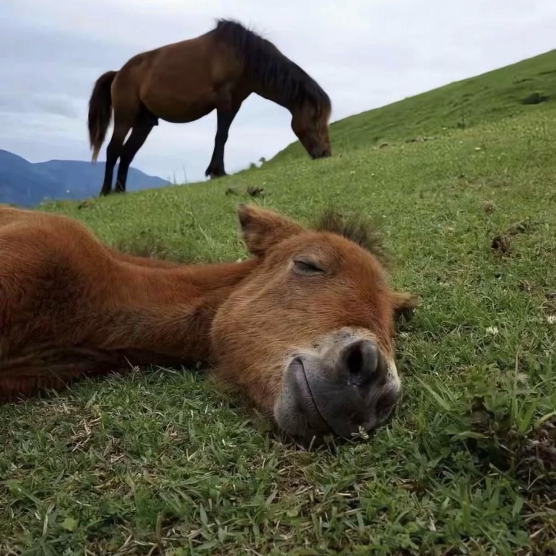 醉倒在雪山下的草地