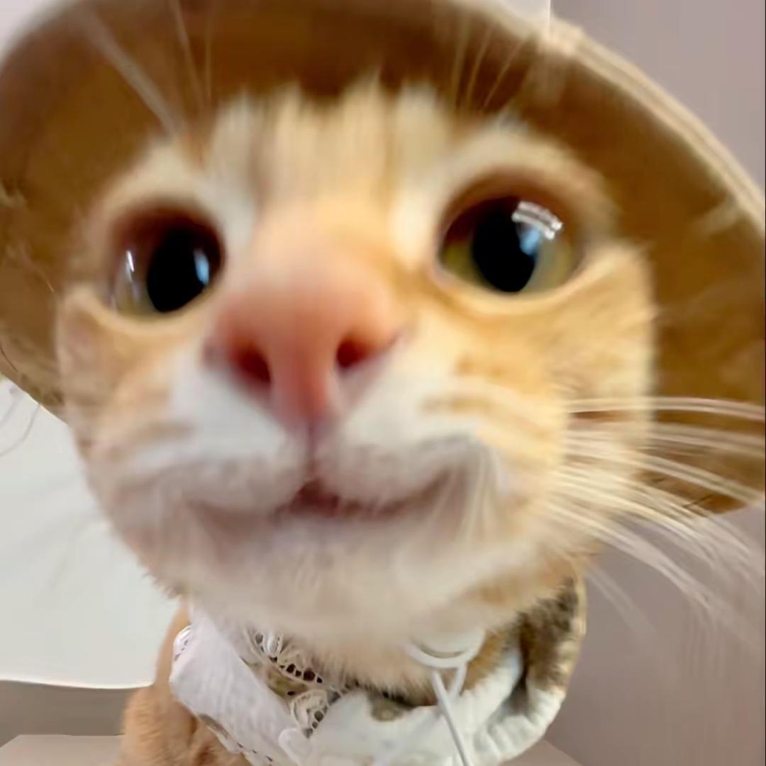 小猫咪不可以哈气