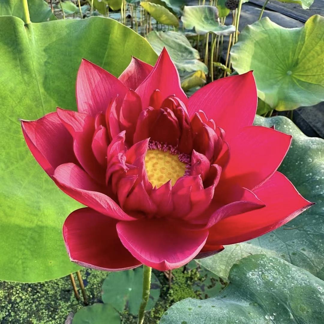 御花缘 莲苑