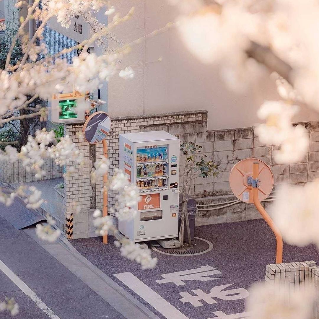 🍑ᵐᵗ 慕斯大气 🍊  🥟